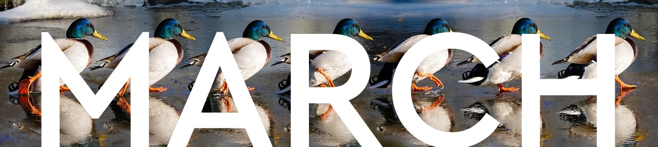 March-Ducks
